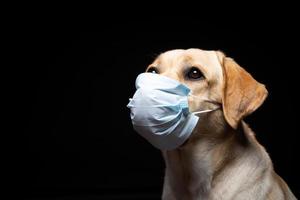 avvicinamento di un' labrador cane da riporto cane nel un' medico viso maschera. foto