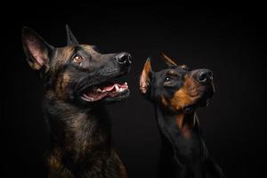 ritratto di un cane da pastore belga e un doberman su uno sfondo nero isolato. foto