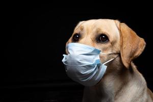 avvicinamento di un' labrador cane da riporto cane nel un' medico viso maschera. foto