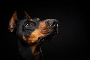 ritratto di un cane doberman su uno sfondo nero isolato. foto