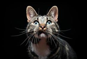 gatto adulto purosangue, fotografato in studio su sfondo nero. foto