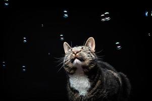 gatto adulto purosangue, fotografato in studio su sfondo nero. foto