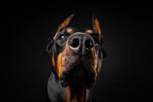 ritratto di un cane doberman su uno sfondo nero isolato. foto