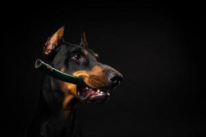 ritratto di un' doberman cane con un' giocattolo nel suo bocca, tiro su un isolato nero sfondo. foto