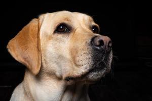 ritratto di un cane labrador retriever su uno sfondo nero isolato. foto