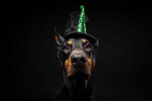 ritratto di un' doberman cane nel un' copricapo. carnevale o Halloween. foto