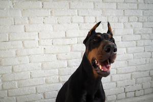 ritratto di un cane doberman. foto