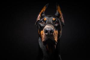 ritratto di un cane doberman su uno sfondo nero isolato. foto