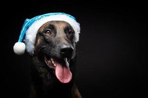 ritratto di un' pastore cane nel un' Santa Claus cappello, isolato su un' nero sfondo. foto