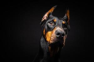 ritratto di un cane doberman su uno sfondo nero isolato. foto