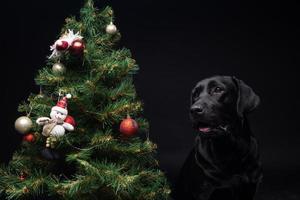 ritratto di un' labrador cane da riporto cane vicino il nuovo anni verde albero. foto