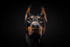 ritratto di un cane doberman su uno sfondo nero isolato. foto