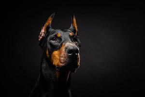 ritratto di un cane doberman su uno sfondo nero isolato. foto