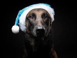 ritratto di un' pastore cane nel un' Santa Claus cappello, isolato su un' nero sfondo. foto