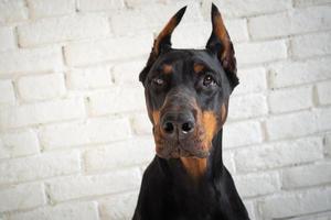 ritratto di un cane doberman. foto