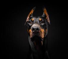 ritratto di un cane doberman su uno sfondo nero isolato. foto