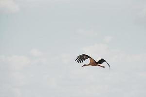 uno cicogna volante alto su nel il cielo. Ali sollevato. animale natura foto