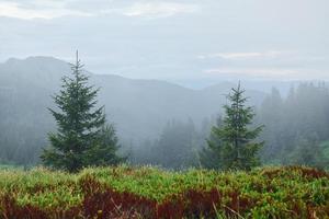 nebbia tutti al di sopra di il posto. maestoso carpazi montagne. bellissimo paesaggio di intatto natura foto