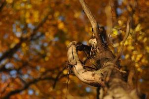 foresta autunnale gialla foto