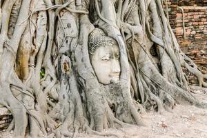 Budda viso nel fra albero radici foto