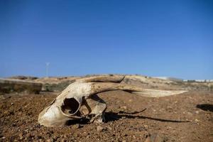 selvaggio capra cranio nel deserto foto