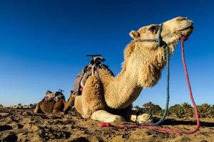 cammelli posa su il deserto foto