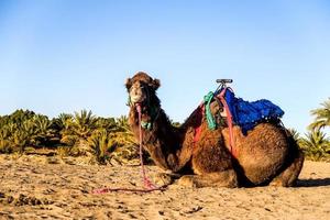 cammello posa su il deserto foto