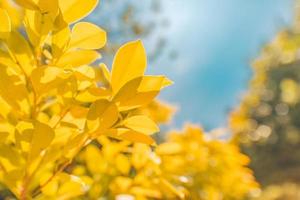 ramo con giallo le foglie contro luminosa luce del sole, bellissimo di stagione natura sfocato sfondo. colorato autunno struttura decorazione, colorato astratto le foglie foto