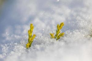 bellissimo verde pianta germinazione attraverso il neve nel il inverno. simbolo di primavera nuovo vita, bacio di vita. concetto di vitalità persistenza contrasto di vita foto