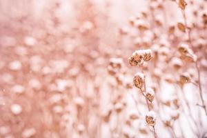 meraviglioso inverno natura sfondo. sfocato sfondo di inverno cespugli coperto con neve foto