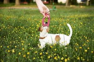 proprietario giochi con Jack russell terrier cane nel parco foto