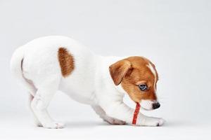 Jack russel terrier cane mangiare delizioso cibo su bianca sfondo foto