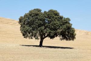 Visualizza di secco terra con uno oliva albero. clima modificare. acuto siccità. globale riscaldamento. ambientale disastro. no acqua. asciutto agricoltura campi. carenza di acqua. no raccolti. foto