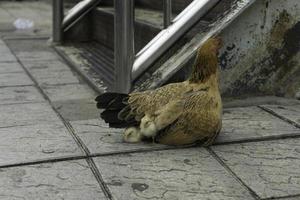 un' gallina e pollo su il marciapiede di il strada foto