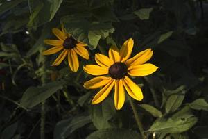 bellissimo giallo messicano fiori foto