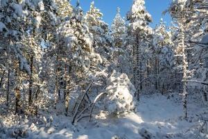 nevoso inverno giorno nel il palude foto