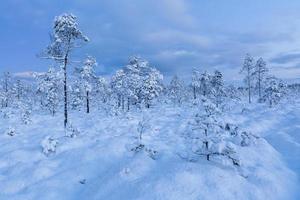 nevoso inverno giorno nel il palude foto