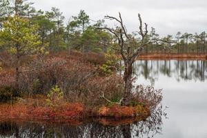 autunno giorno a il palude lago foto