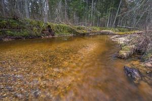 piccolo foresta fiume nel presto primavera foto