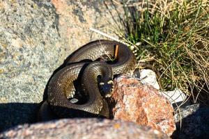 erba serpente nel naturale ambiente foto