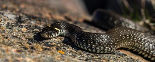 erba serpente nel naturale ambiente foto