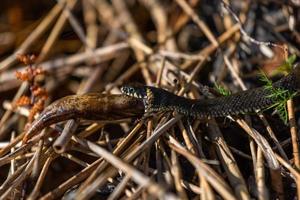 erba serpente nel naturale ambiente foto