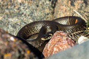 erba serpente nel naturale ambiente foto