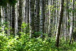 paesaggi a partire dal il lettone campagna nel primavera foto