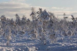 nevoso inverno giorno nel il palude foto