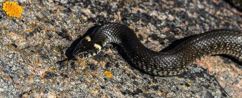 erba serpente nel naturale ambiente foto