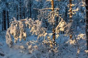 nevoso inverno giorno nel il palude foto