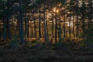 autunno giorno a il palude lago foto