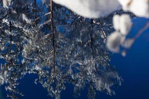 nevoso inverno giorno nel il palude foto