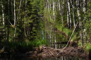 paesaggi a partire dal il lettone campagna nel primavera foto